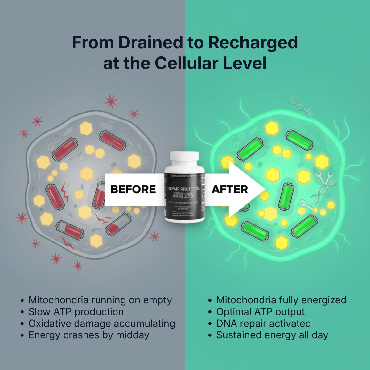 Repair Protocol NAD+ Cellular Restoration Formula