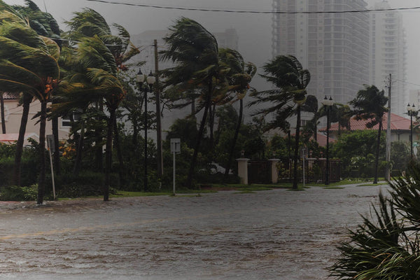 Palm trees bent by hurricane winds over a flooded street
